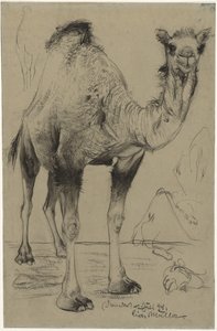 Dromedaris, 1894