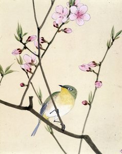 Vogel - Japanse tekening door Riou Chim, eind 19e eeuw