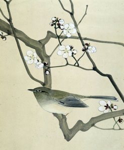 Vogel