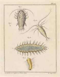 Agaatpissebed, copepode en borstelworm door Robbert Muys