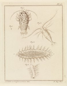 Agaatpissebed, copepode en borstelworm door Robbert Muys