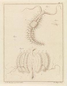 Franjeworm en een ribkwalletje
