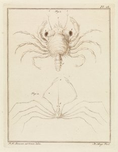 Strandkrab en een pijlkrabbensoort