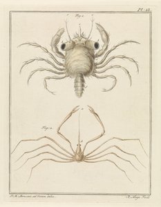 Strandkrab en een pijlkrabbensoort
