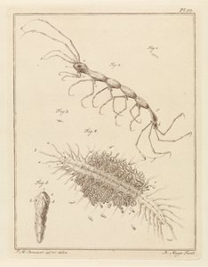 Teringlijdertje en een borstelworm door Robbert Muys