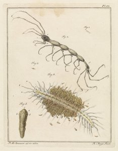 Teringlijdertje en een borstelworm door Robbert Muys