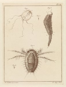 Verschillende zeedieren door Robbert Muys