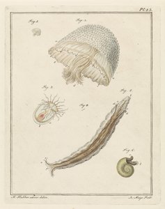Verschillende zeedieren door Robbert Muys