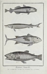 Kabeljauw, tonijn, zalm en steur, illustratie uit 