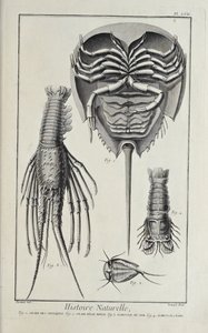 Schaaldieren, illustratie uit 