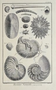 Zeeschelpen, illustratie uit 