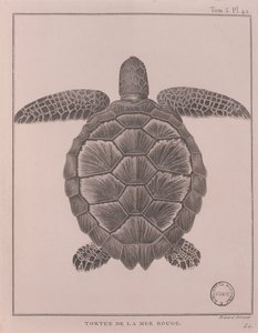 Schildpad uit de Rode Zee, illustratie uit 
