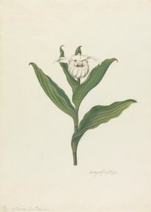 Vrouwenschoentje (Cypripedium Canadense, Calceolus Maria)