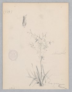 Bloeiende plant door Robert Frederick Blum