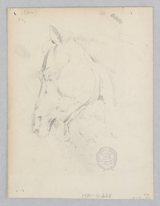 Paard