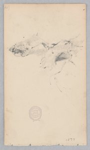 Tijgervel tapijt door Robert Frederick Blum