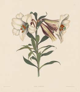 Een selectie van Hexandrian-planten, behorend tot de natuurlijke orde van Amaryllidae..., 1831-1832
