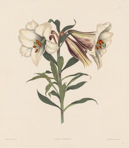 Een Selectie van Hexandrische Planten, behorend tot de natuurlijke orde van Amaryllidae en Liliaceae: Japanse Lelie