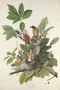Amerikaanse roodborst, 1832