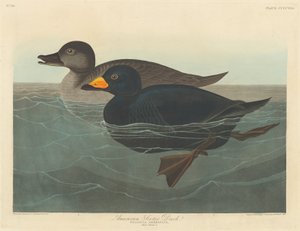 Amerikaanse zwarte eend, 1838 door Robert Havell