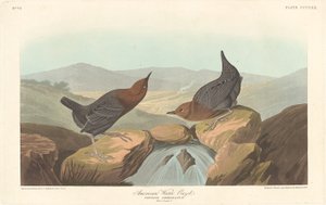 Amerikaanse Water Ouzel door Robert Havell