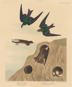 Oeverzwaluw en violetgroene zwaluw, 1837