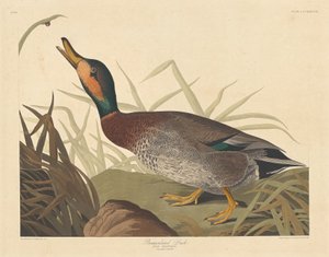 Bemaculated Eend, 1836