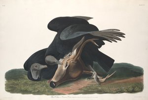 Zwarte gier, 1831 door Robert Havell