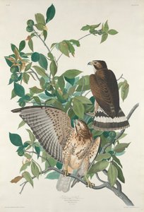 Breedvleugelbuizerd