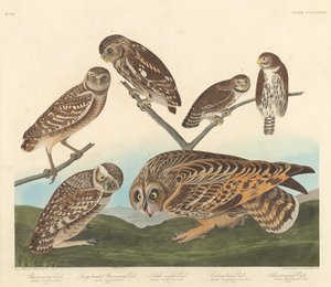 Gravende uil, grootkoppige gravende uil en kleine nachtuil, 1838
