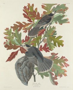 Canada gaai, 1831 door Robert Havell