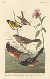 Kastanjekleurige Vink, Zwartkop Sijs, Zwartkroon Gors en Arctische Grondvink, 1837