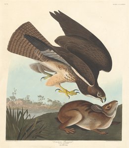 Buizerd, 1837