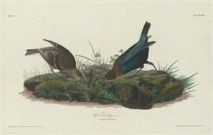 Koevink door Robert Havell