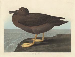 Donkere albatros, 1838
