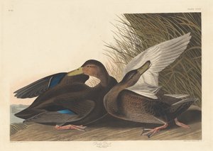 Donkere eend, 1836