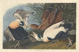 Eidereend, 1835 door Robert Havell