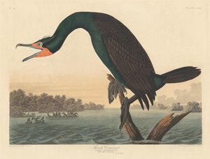 Florida Aalscholver door Robert Havell