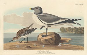 Vorkstaartmeeuw, 1835