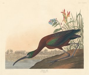 Glanzende Ibis