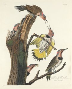 Goudvleugel specht, 1828