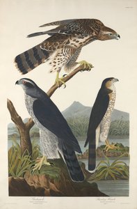 Havik en Stanley-havik, 1832 door Robert Havell