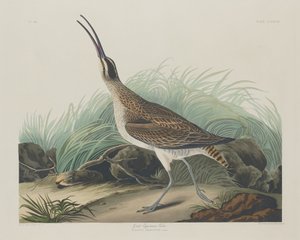 Grote Eskimowulp