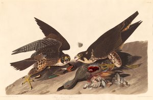 Grote voetvalk, 1827