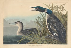 Grote noordelijke duiker of Loon