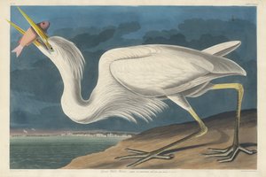 Grote witte reiger