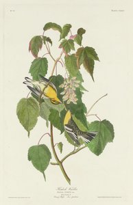 Hemlockzanger, 1832 door Robert Havell