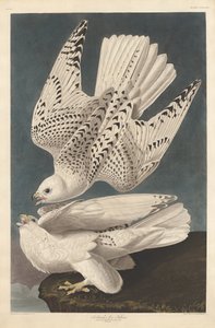 IJslandse of Jer Valk, 1837