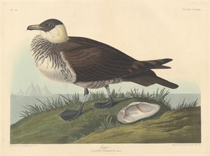Jager door Robert Havell