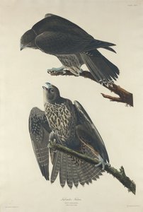 Labradorvalk door Robert Havell